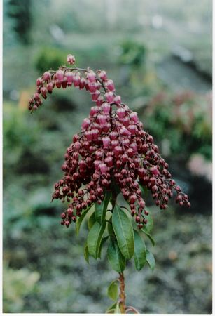 Lily of the Valley Bush